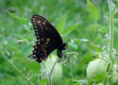 Swallowtail-Butterfly-eating-Parsley-IMG_5580_2R_1.jpg