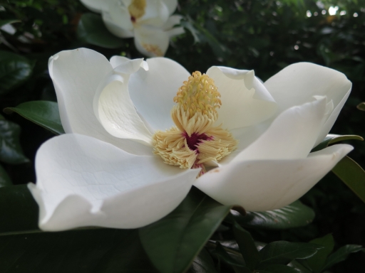 magnolia-IMG_5110_1.jpg