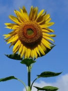 sunflower-2-IMG_5503_1-e1403334734694.jpg