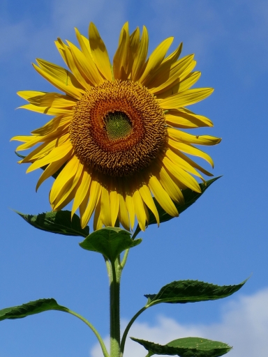 sunflower-2-IMG_5503_1-e1403334734694.jpg