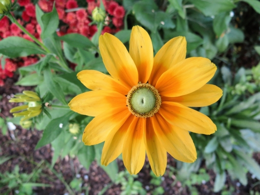 sunflower-in-front-yard-IMG_5336_1.jpg