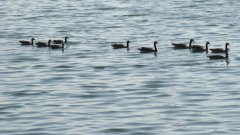 whittier-narrows-recreation-area-04