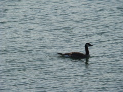 whittier-narrows-recreation-area-09
