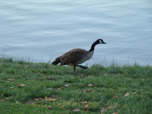 whittier-narrows-recreation-area-10