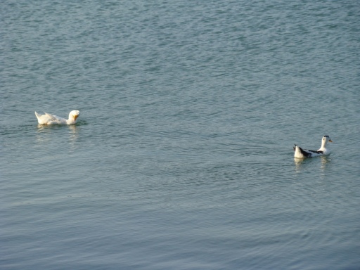 whittier-narrows-recreation-area-11