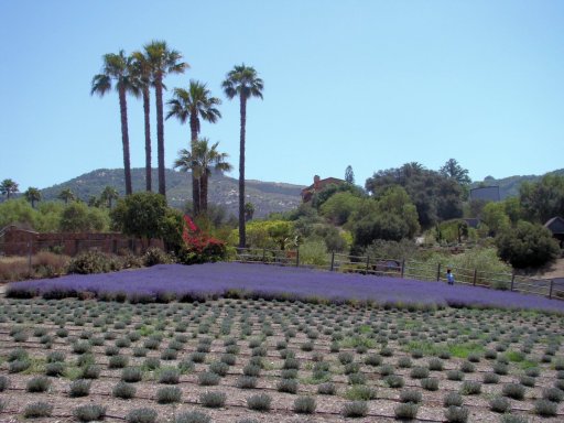 Lavender-Farm-01