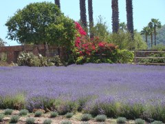 Lavender-Farm-02