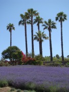 Lavender-Farm-03