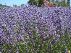 Lavender-Farm-04