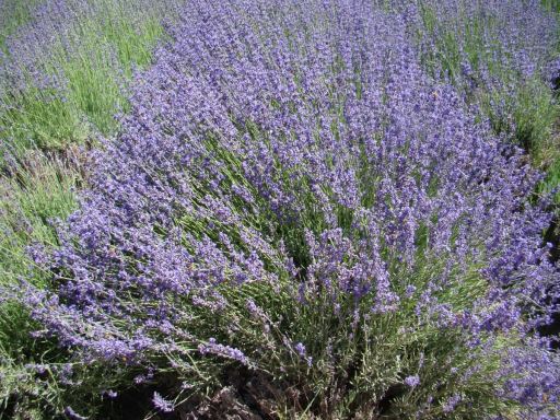 Lavender-Farm-05