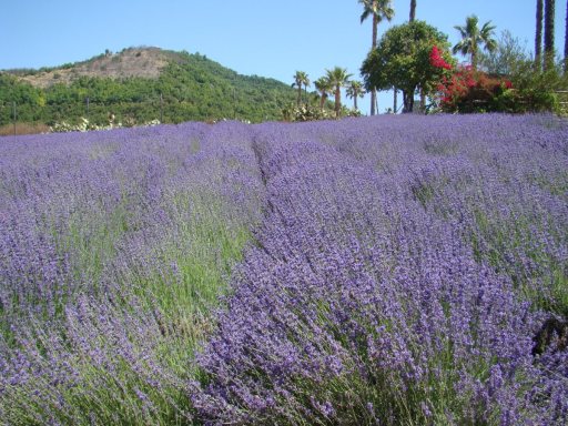 Lavender-Farm-06