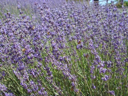 Lavender-Farm-07