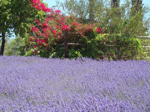 Lavender-Farm-08
