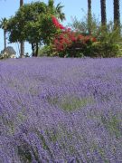 Lavender-Farm-09