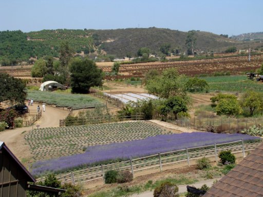 Lavender-Farm-10