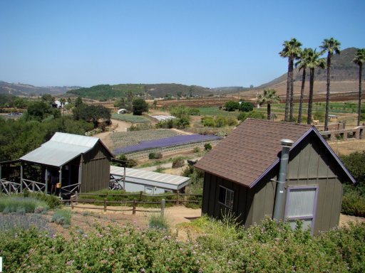 Lavender-Farm-11