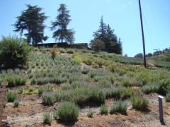 Lavender-Farm-12