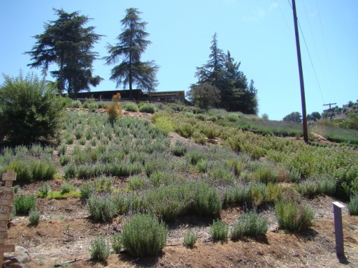 Lavender-Farm-12