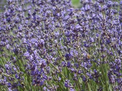 Lavender-Farm-15