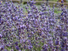 Lavender-Farm-16