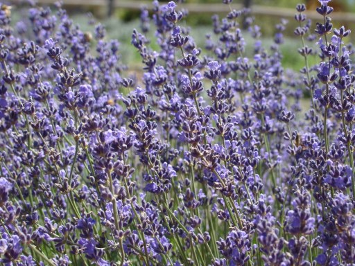 Lavender-Farm-16