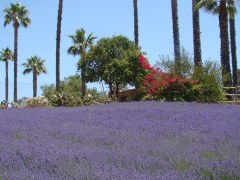 Lavender-Farm-17