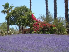 Lavender-Farm-18