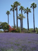 Lavender-Farm-19