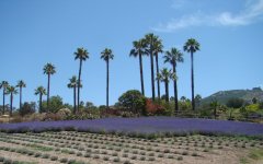 Lavender-Farm-20
