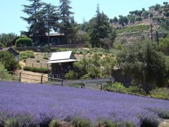 Lavender-Farm-21