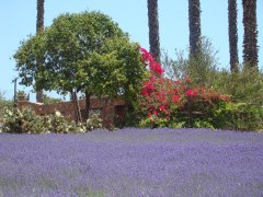 Lavender-Farm-23