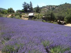 Lavender Farm