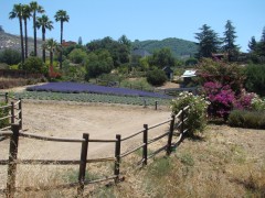 Lavender-Farm-25