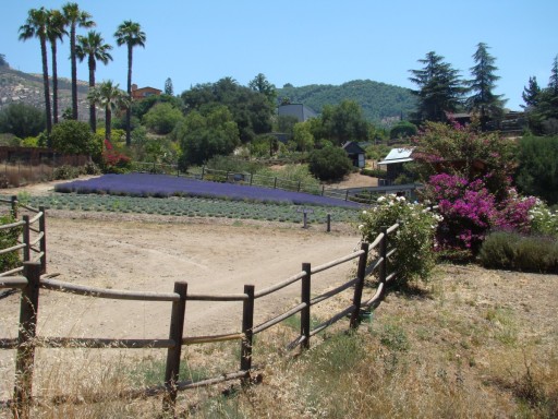 Lavender-Farm-25