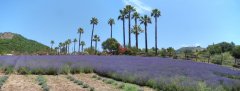 Lavender-Farm-26