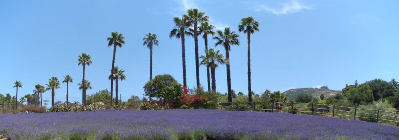 Lavender-Farm-27