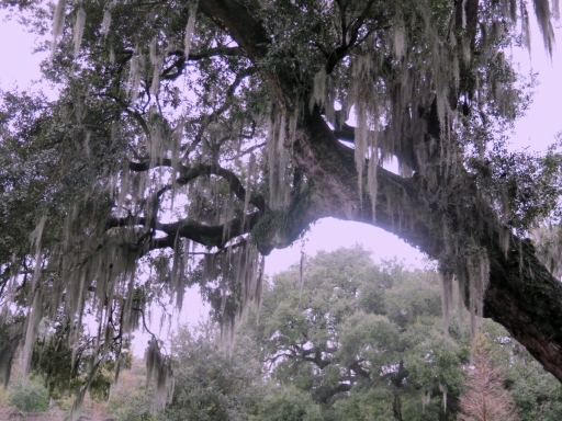 Live oak tree and spanish moss - IMG_6656_1
