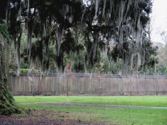Spanish Moss and Giraffes in background - IMG_6648_1