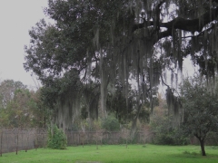 Spanish Moss on a live oak tree and giraffe - IMG_6655_1
