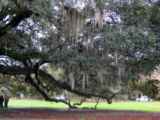 Tree of Life - 5 - IMG_6662_1