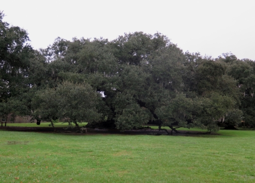Tree of Life Live Oak Tree - IMG_6668_1 - croopped