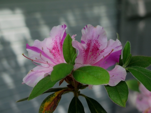 Azaleas - 1 - IMG_2852_1.jpg