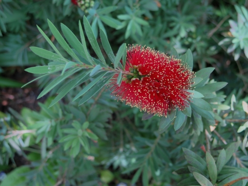 Bottle Brush - 1 - IMG_2869_1.jpg