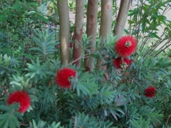 Bottle Brush - 2 - IMG_2871_1.jpg