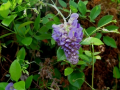 Grape Hyacinth - IMG_2844_1.jpg