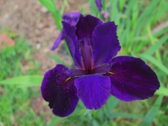 Louisiana April 2015 Flowers