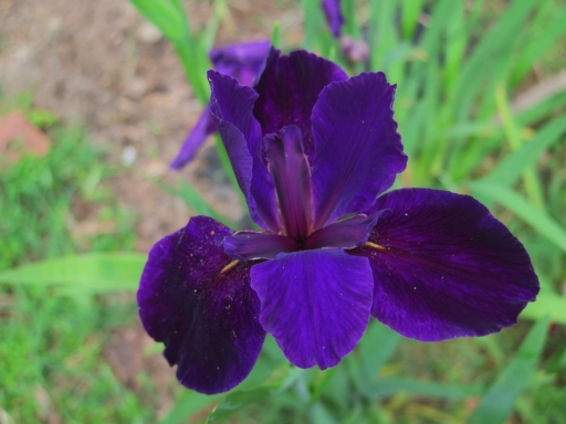 Iris - 1 -IMG_2822_1.jpg