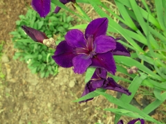 Iris - 2 - IMG_2827_1.jpg