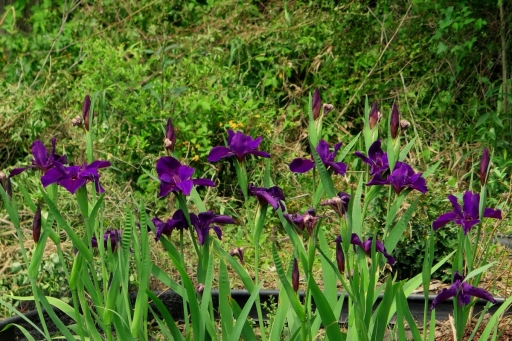 Iris - 3  - IMG_2815_1-R_1.jpg
