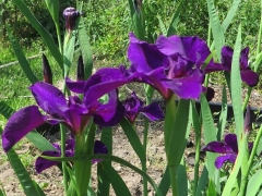 Iris - 4 - IMG_2753-cropped.JPG